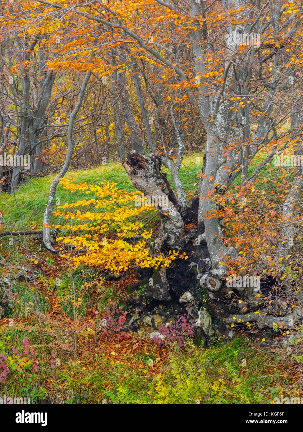 Autumn Fall vegetation vivid intensive colors Stock Photo