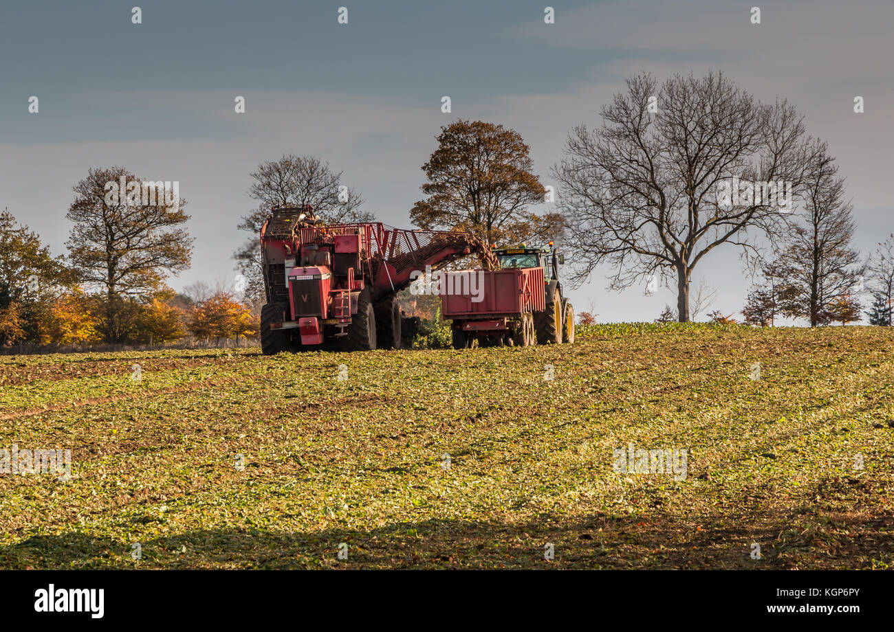 UK Farming, a Vervaet sugar beet harvester at work on a crop loading a trailer November 2017 Stock Photo