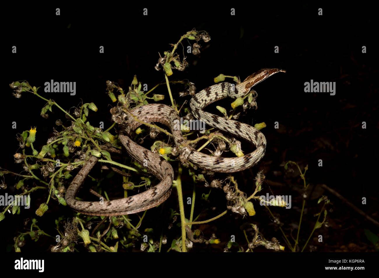 A Brown Vine Snake Stock Photo