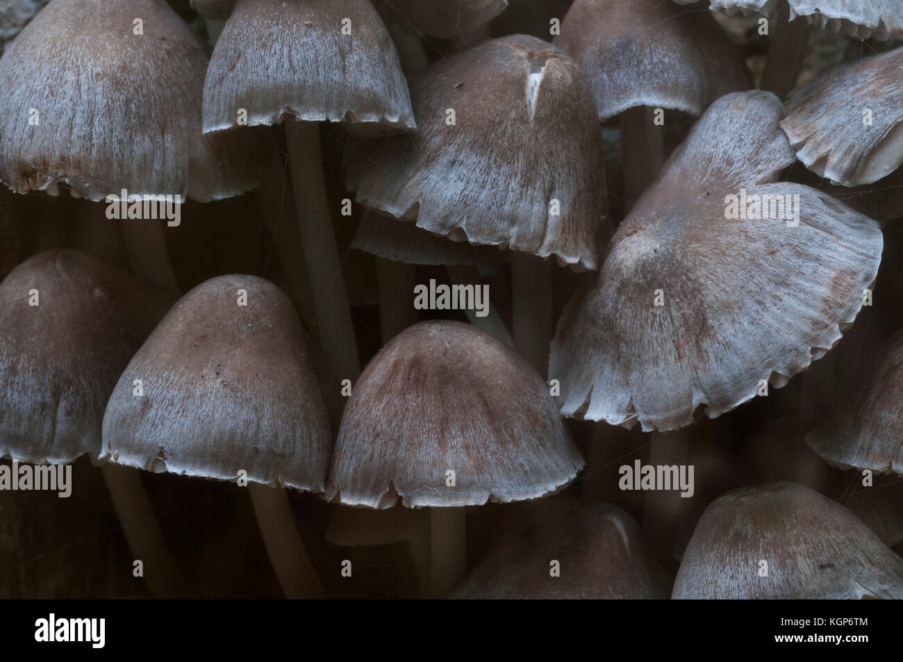 Mycena sp mushrooms on an old stump, closeup Stock Photo