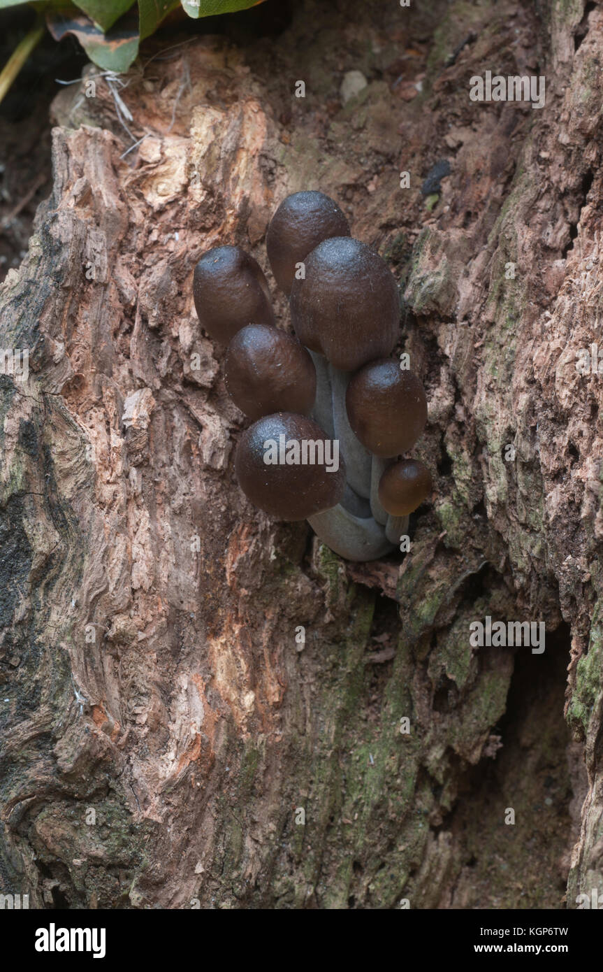 Mycena sp mushrooms on an old stump, closeup Stock Photo
