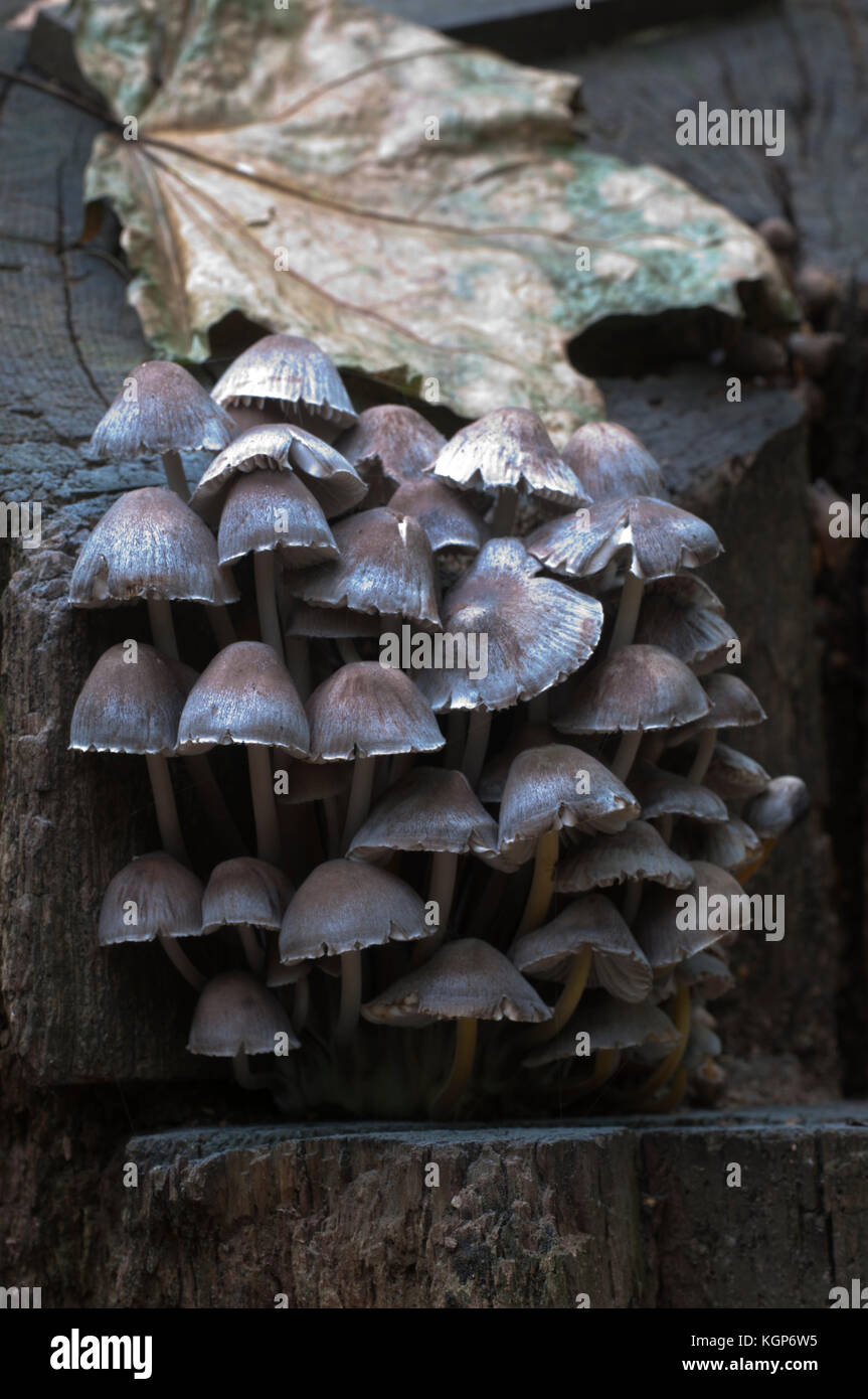 Mycena sp mushrooms on an old stump, closeup Stock Photo