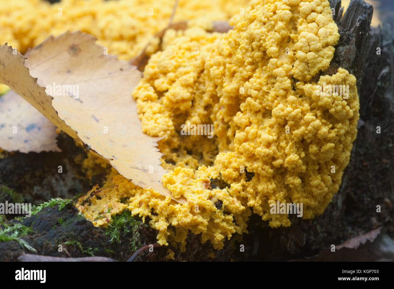Fuligo septica mushrooms (slime mould) on an old stump Stock Photo