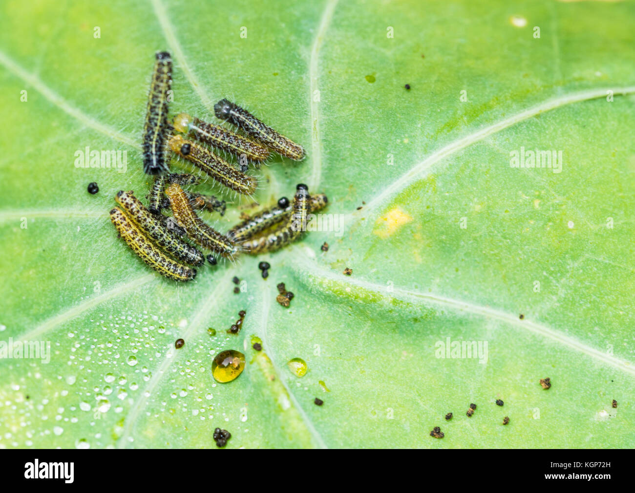 A macro shot of the caterpillars of a large white butterfly. Stock Photo