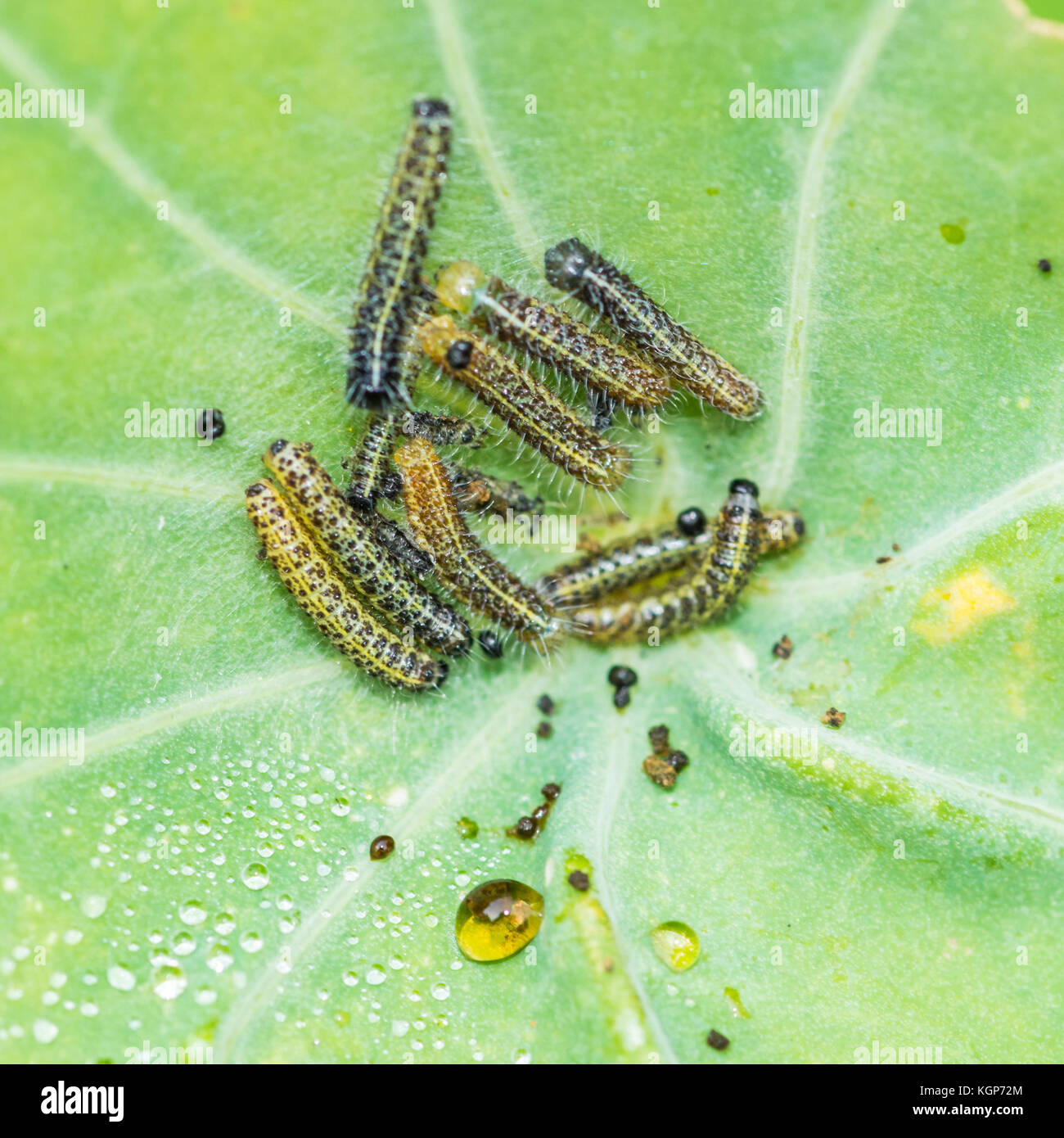 A macro shot of the caterpillars of a large white butterfly. Stock Photo