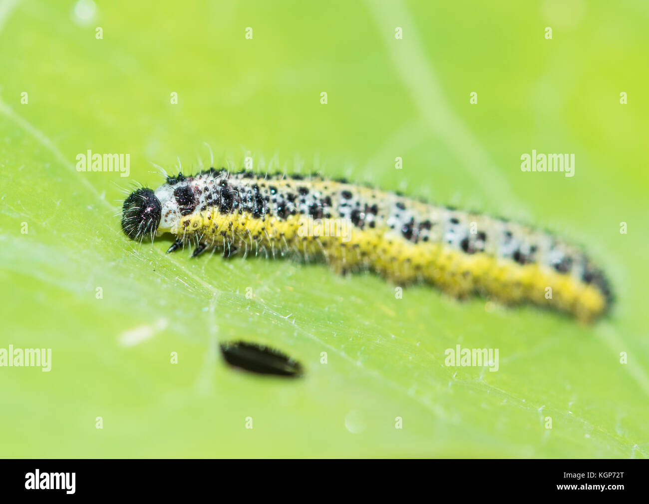 A macro shot of a large white butterfly caterpillar Stock Photo - Alamy