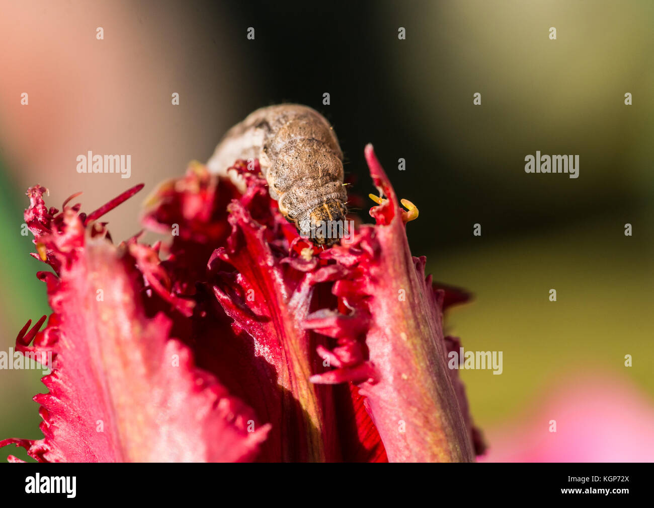 A macro shot of a caterpillar munching on a red tulip. Stock Photo