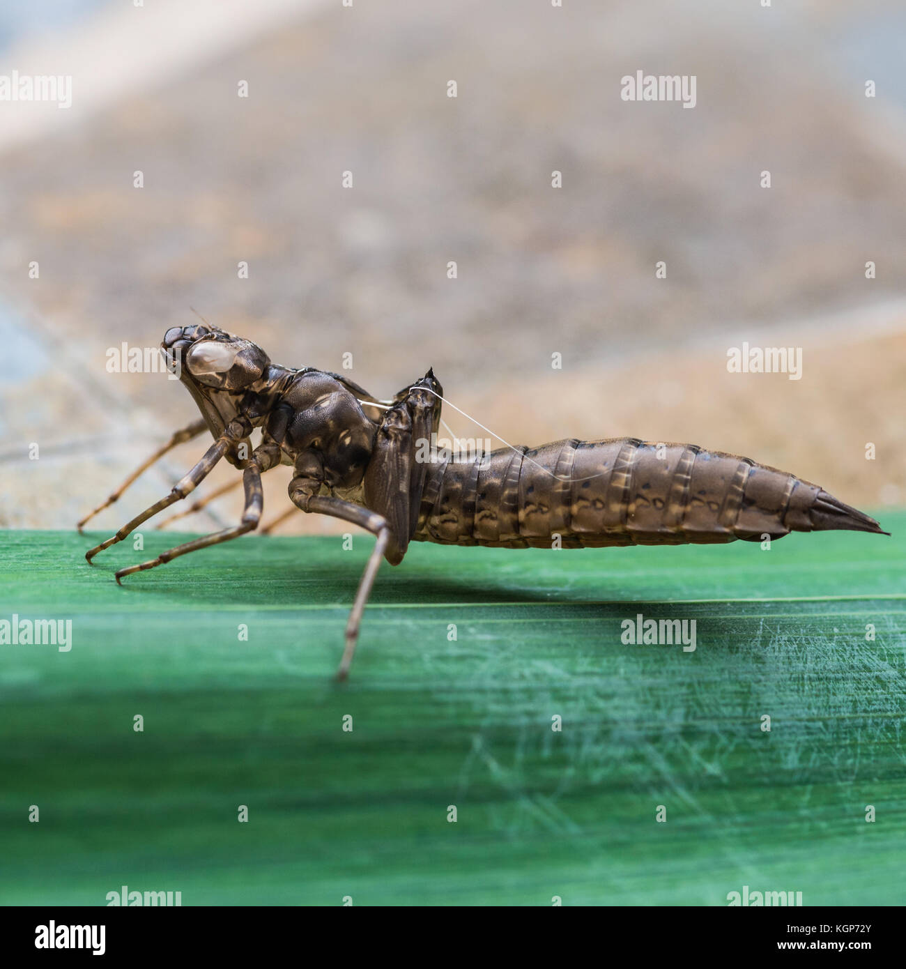 A macro shot of the larval remains of a dragonfly nymph. Stock Photo