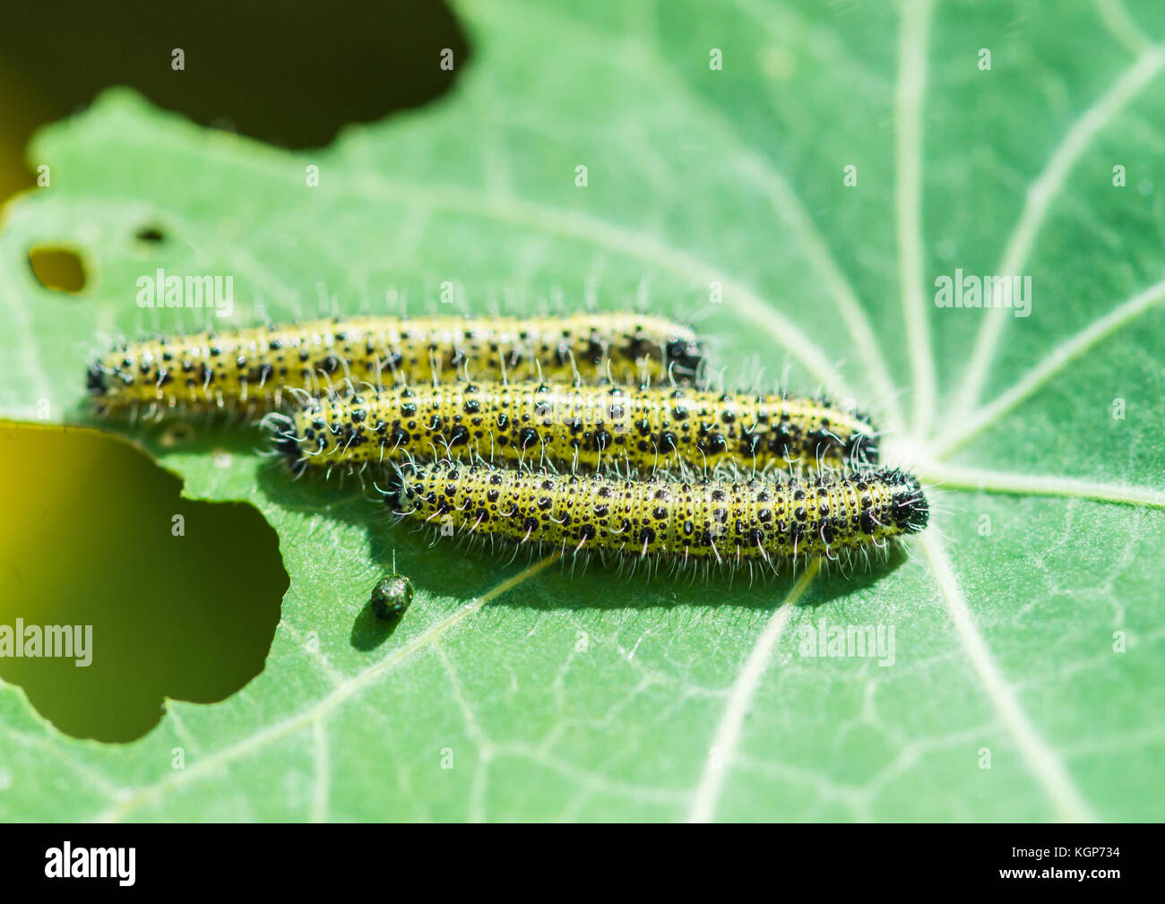 A macro shot of three large white butterfly caterpillars munching ...