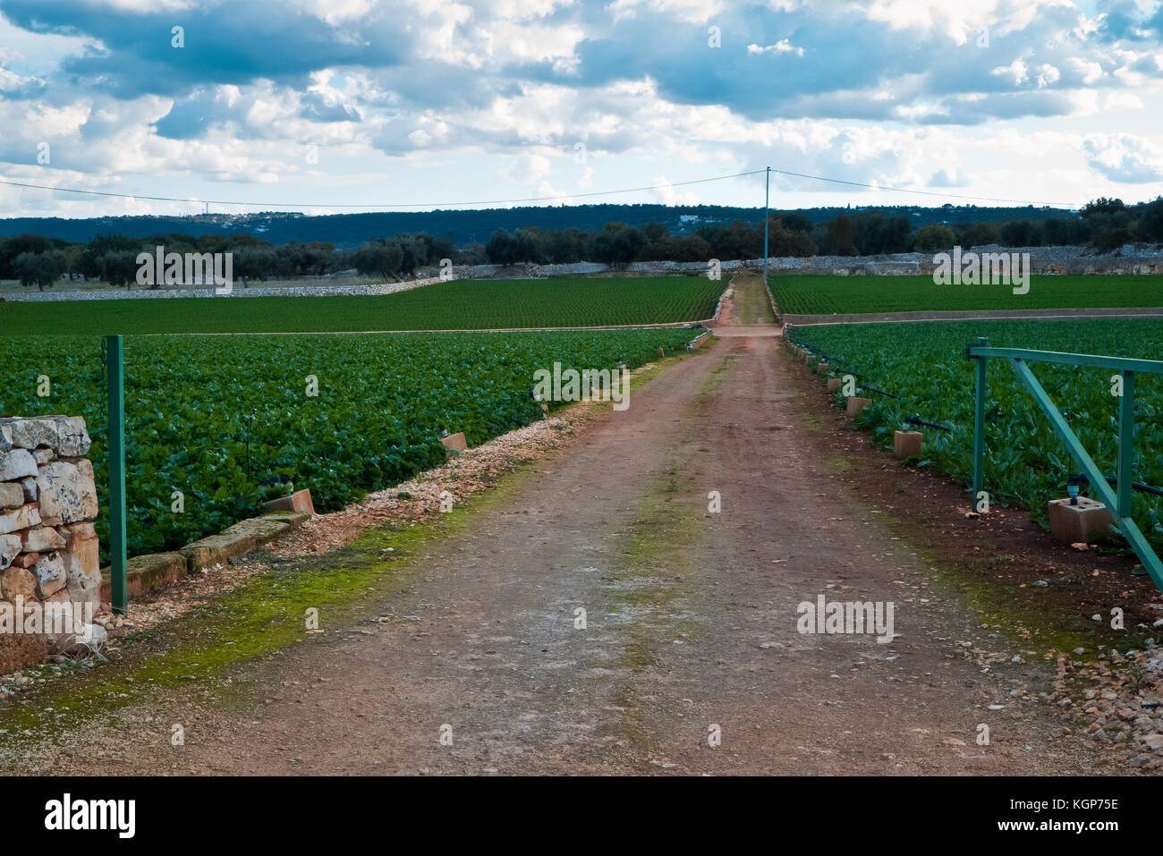 Vegetables growing in autumn of Puglia . Stock Photo