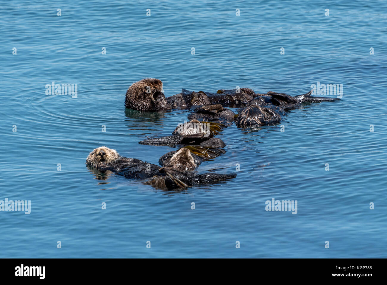 A group of brown California sea otters sleeping or 'rafting' together where they sleep connected to each other in the water at Morro Bay, California. Stock Photo