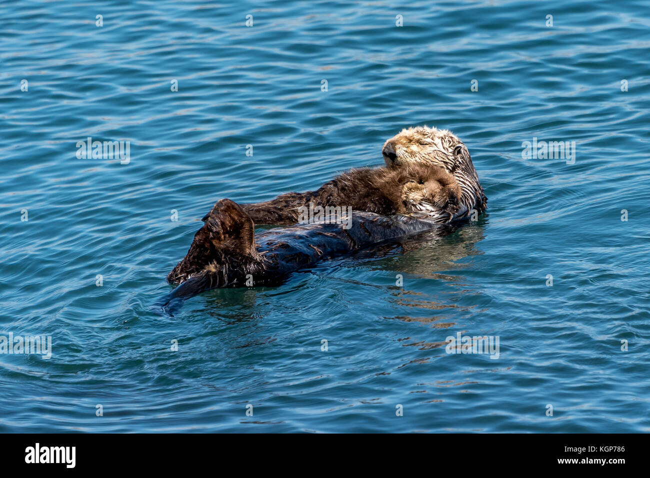 Cute baby sea otter sleeps on its mother's chest as they float in the water of Morro Bay, California,close up of mother and baby otter on blue water. Stock Photo