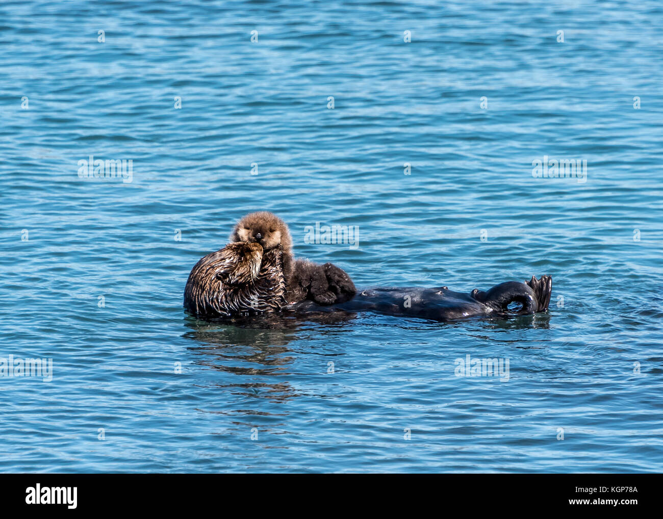 Brown mother sea otter with baby sea otter, holds up cute baby otter to her face as if kissing, while floating in water at Morro Bay, California. Stock Photo