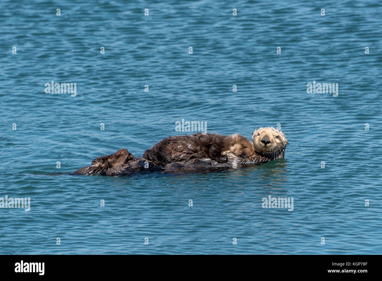 Mother and baby sea otter in water at Morro Bay, California; cute baby otter sleeping on mom's chest, tiny hand visible, as she looks to shore. Stock Photo
