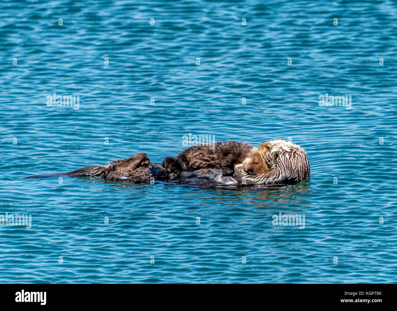 Mother and baby sea otter at Morro Bay, California; cute baby otter sleeping on mother floating in water. Stock Photo