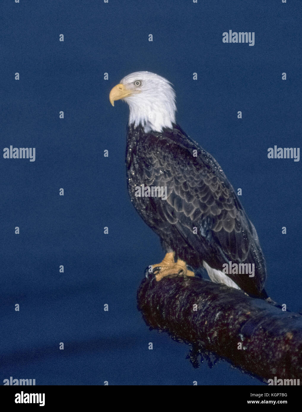 This American bald eagle (Haliaeetus leucocephalus) is caught at night by the flash from a camera as the bird of prey rests in the rain on a tree limb that is his perch over Kachemak Bay on the Kenai Peninsula at Homer, Alaska, USA. Native to North America, the bald eagle was adopted as the national bird of the United States in 1782. Stock Photo