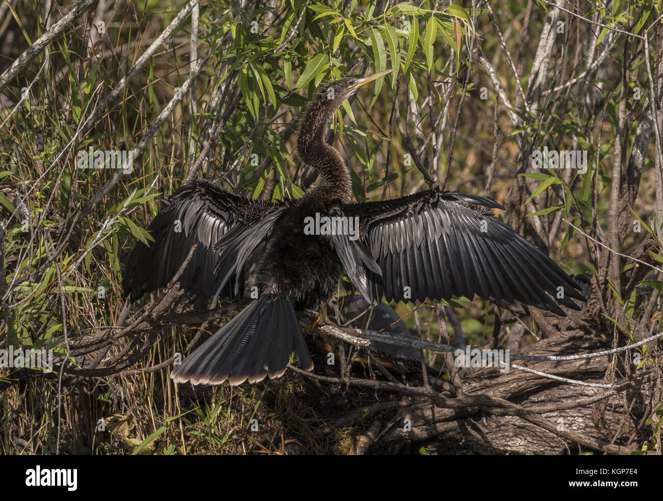 Anhinga, Anhinga anhinga, drying wings after diving, in Florida. They have poor waterproofing and buoyancy. Stock Photo