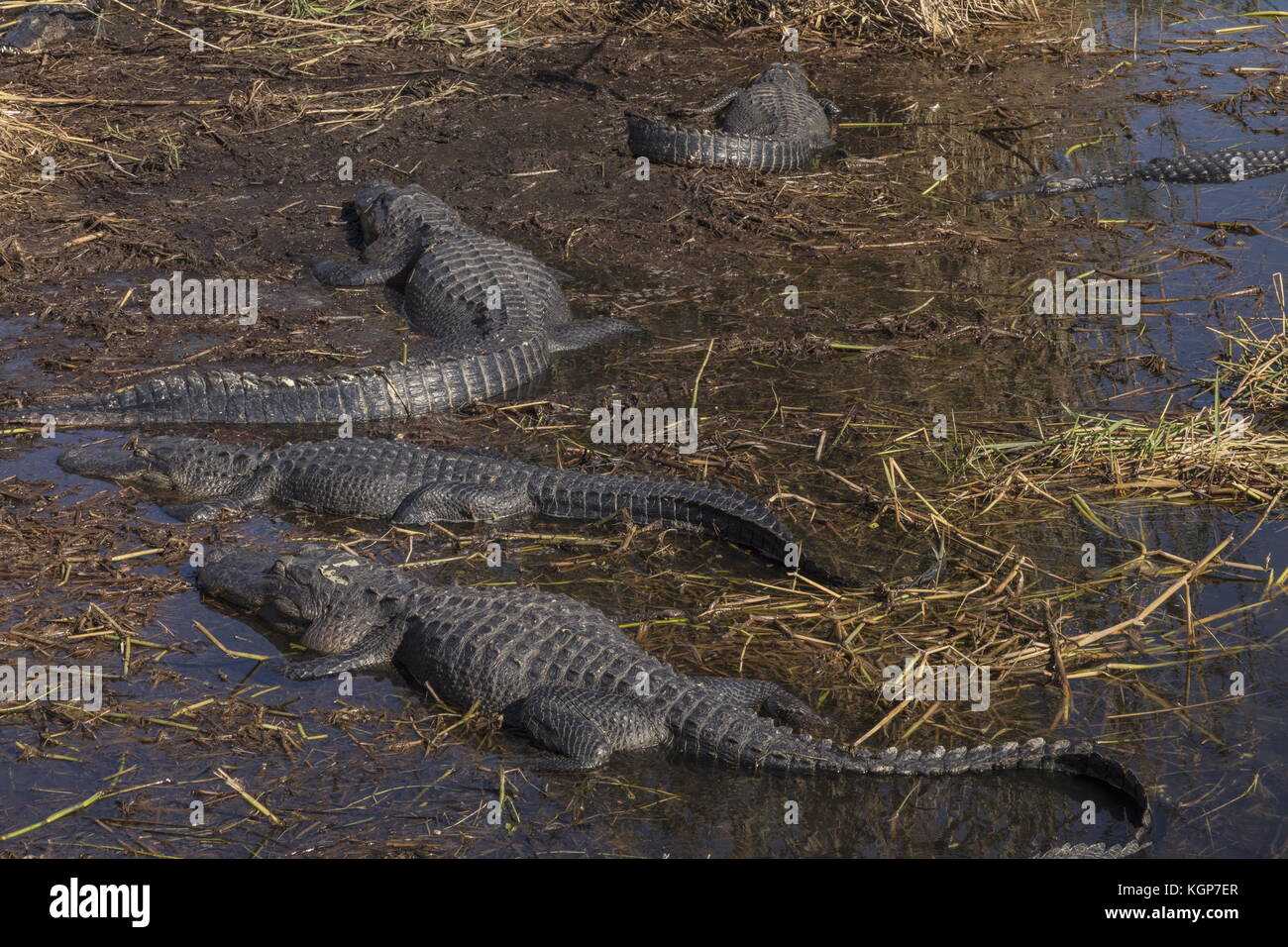 American Alligator Field Guide Poster: A Keystone Species of 