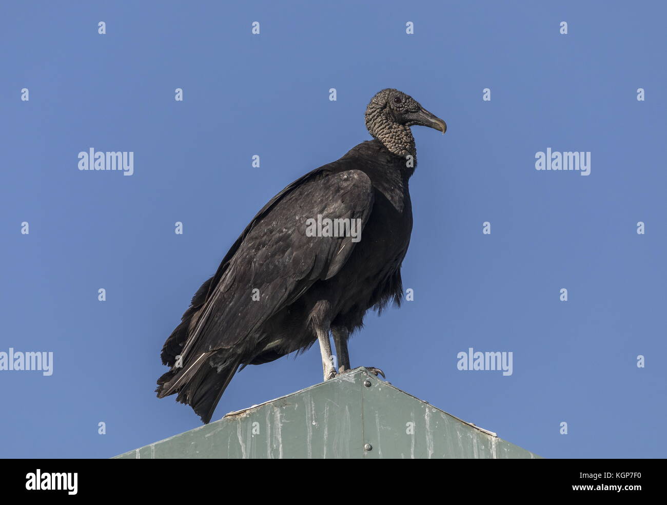 American Black vulture, Coragyps atratus, perched on roof, Everglades