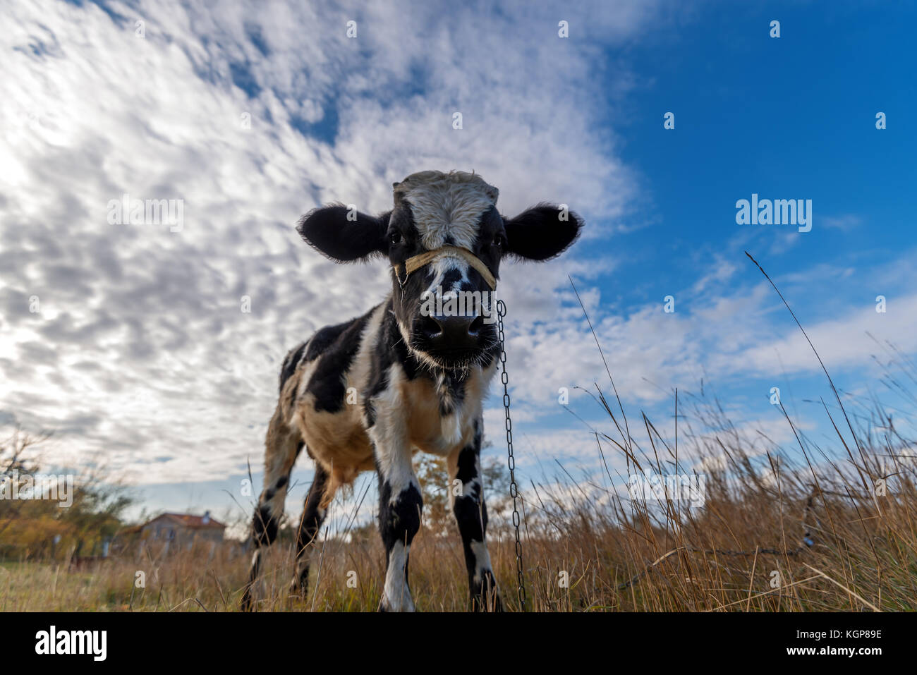 Farm cows grazing in a summer meadow Stock Photo - Alamy