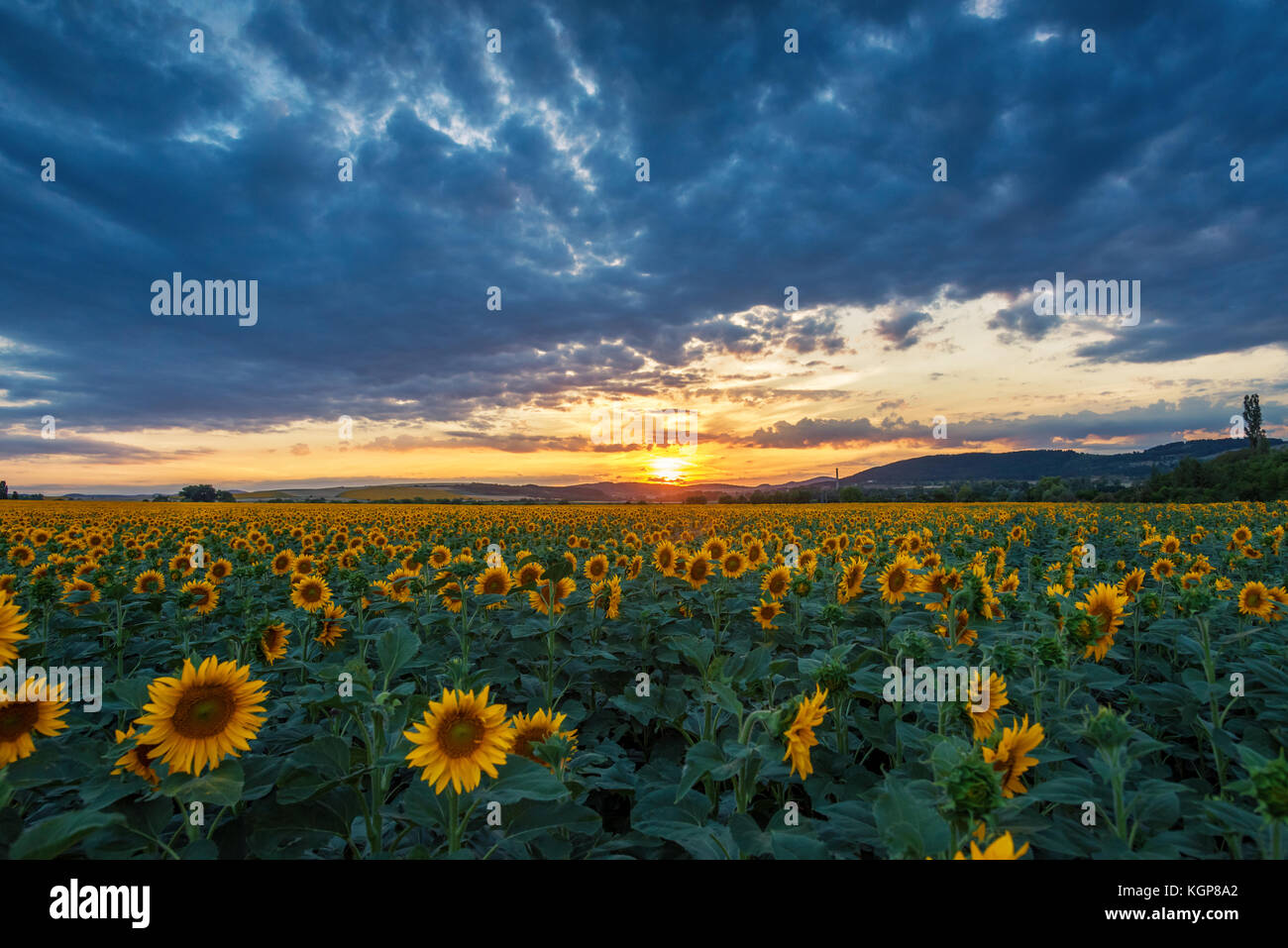 Sunflower field in rural area, under storm clouds, in summer Stock ...