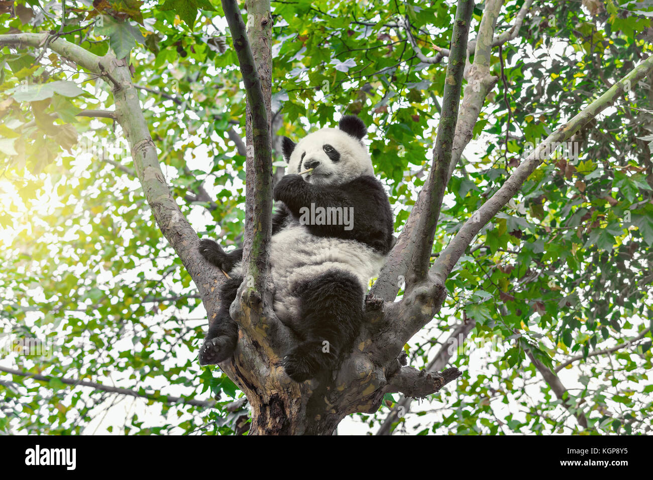 Giant Panda sits on the tree brunch and eats bamboo Stock Photo - Alamy