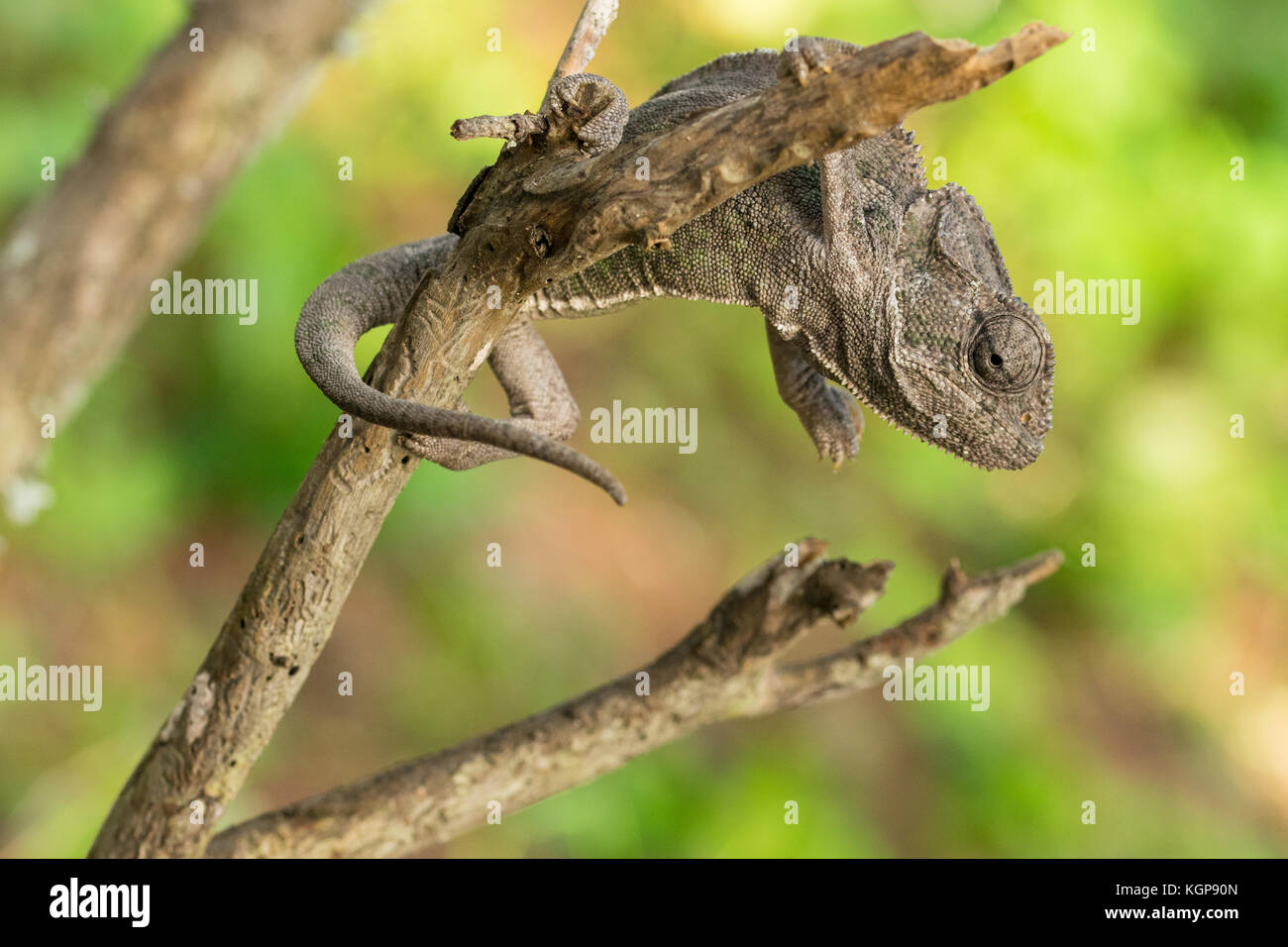 A Mediterranean Chameleon in light grayish brown camouflage holding on to a branch, clawing the stick. Bokeh photography, fauna of Maltese Islands Stock Photo