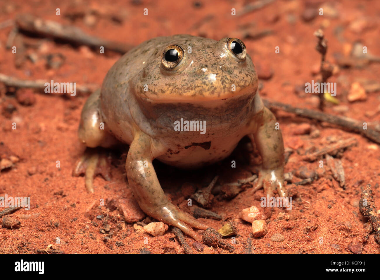 Water Holding Frog Stock Photo - Alamy