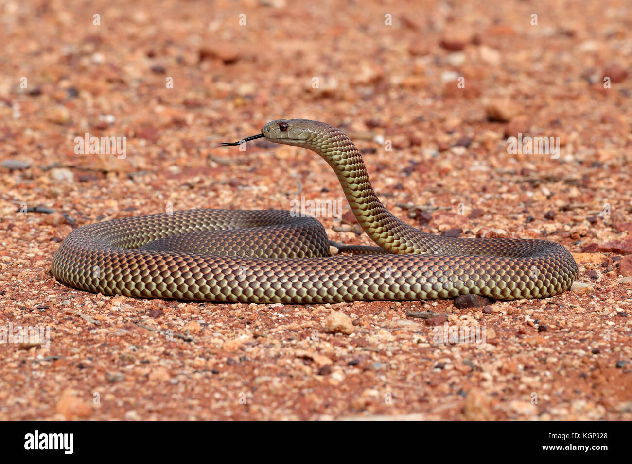 King Brown Snake - Pseudechis australis Stock Photo