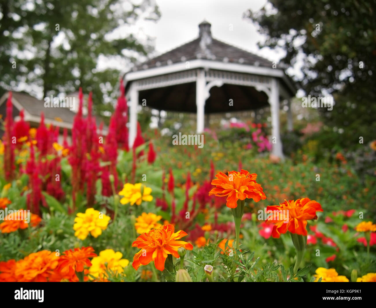 A trio of brilliant orange Marigold flowers stand perkily in the midst of a colorful flower garden with a whimsical gazebo in the background. Stock Photo