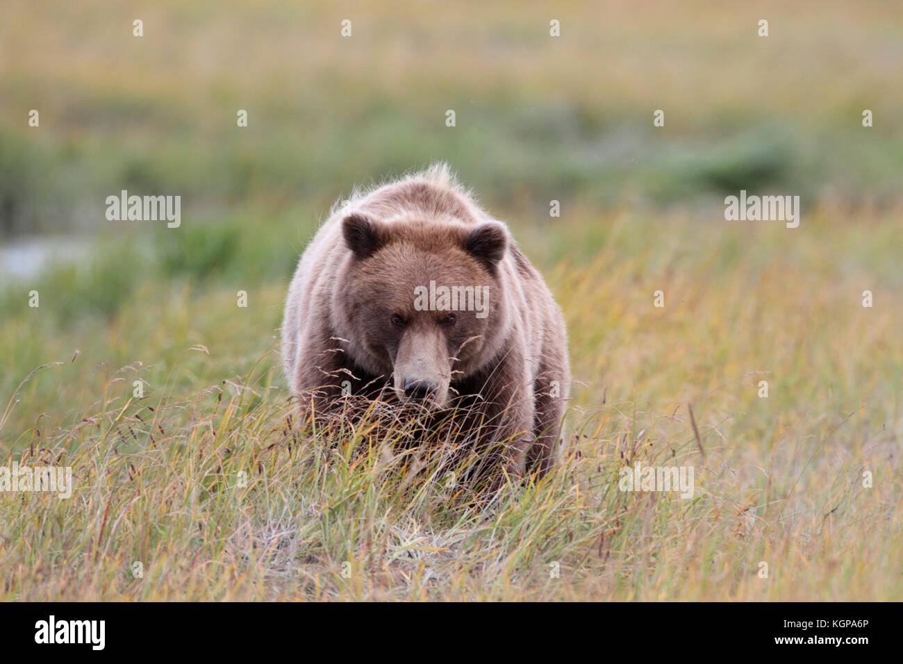 A close up image of an Alaska Brown Bear, or grizzly, walking menacingly toward the viewer through green and gold grasses of the Alaska Peninsula. Stock Photo