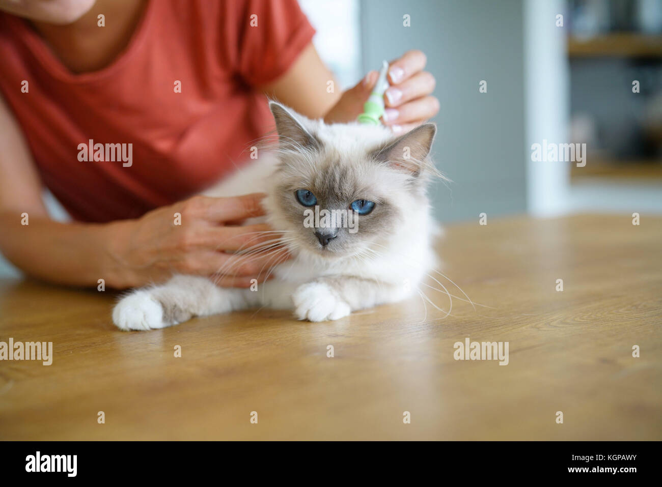 Woman injecting cat product to prevent from fleas Stock Photo