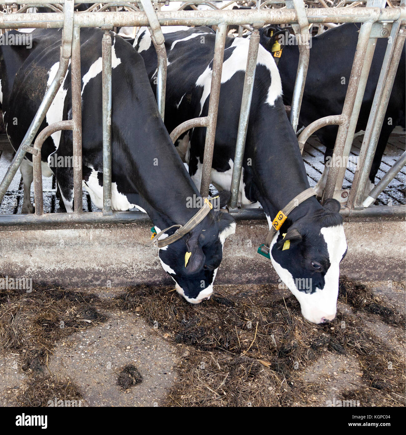 three black and white cows in stable Stock Photo - Alamy