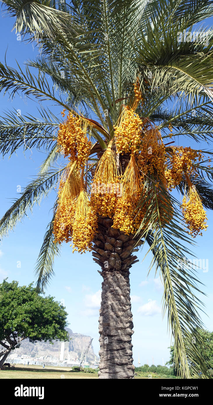 Dates fruit tree hires stock photography and images Alamy