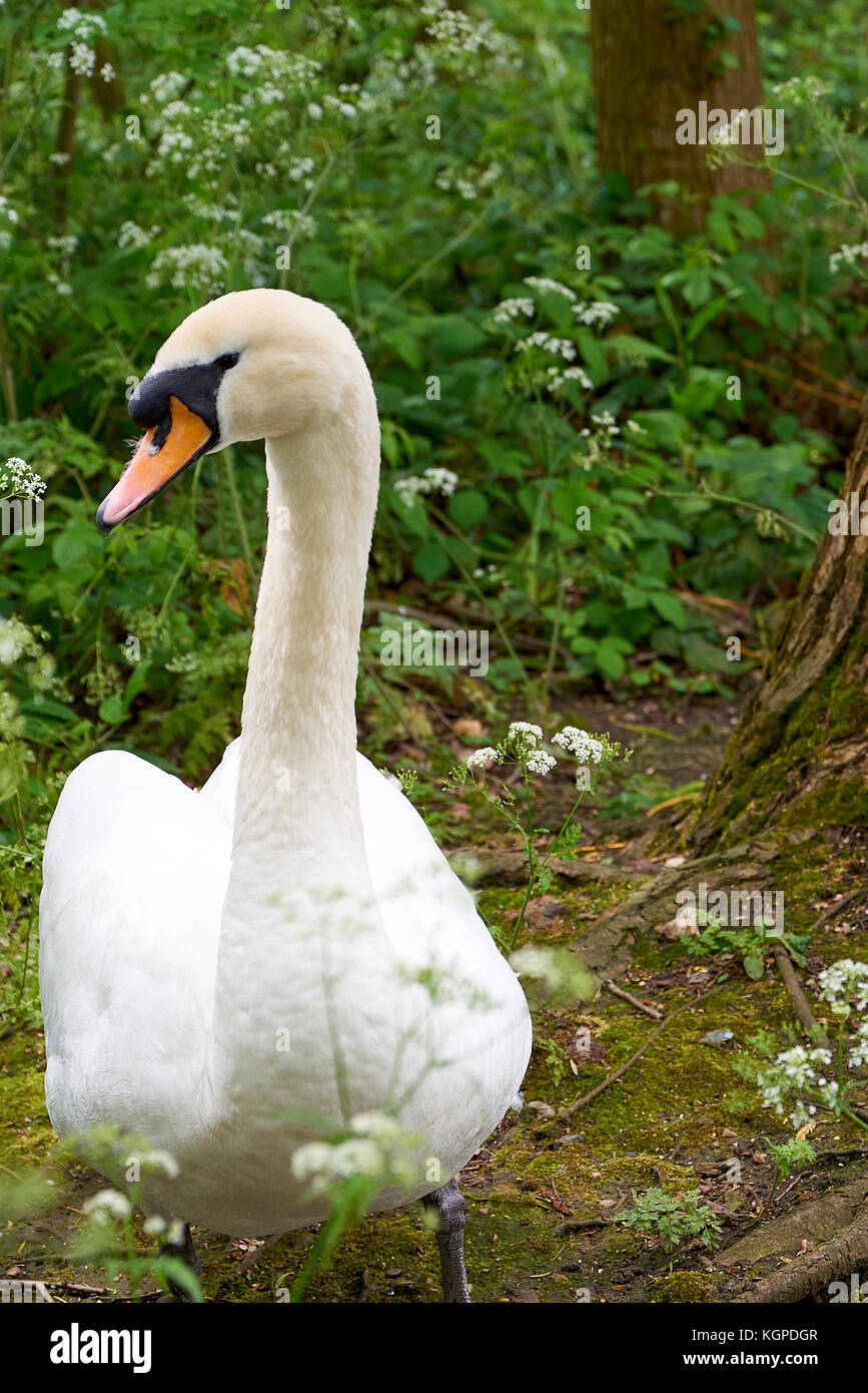 Mute Swan (Cygnus olor) in the woodlands of Hampstead Heath, London, England. Stock Photo