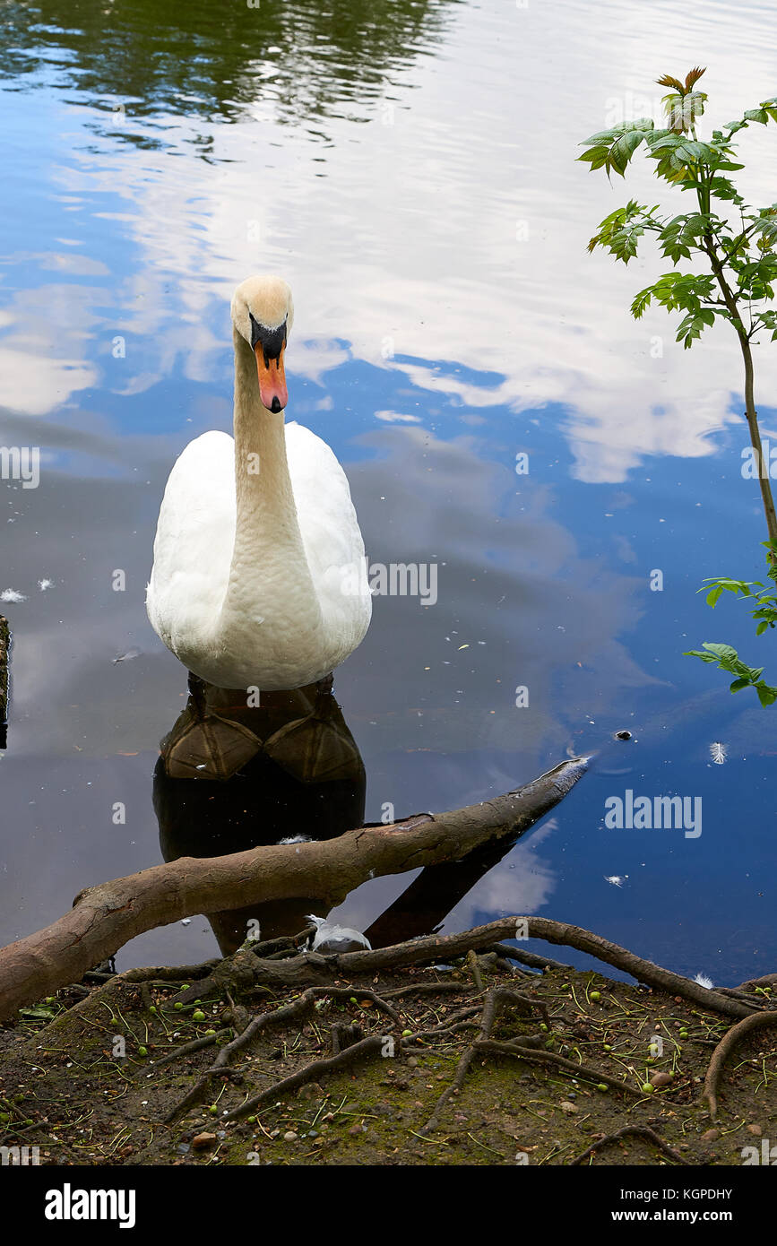 Mute Swan (Cygnus olor) in a lake in Hampstead Heath, London, England Stock Photo