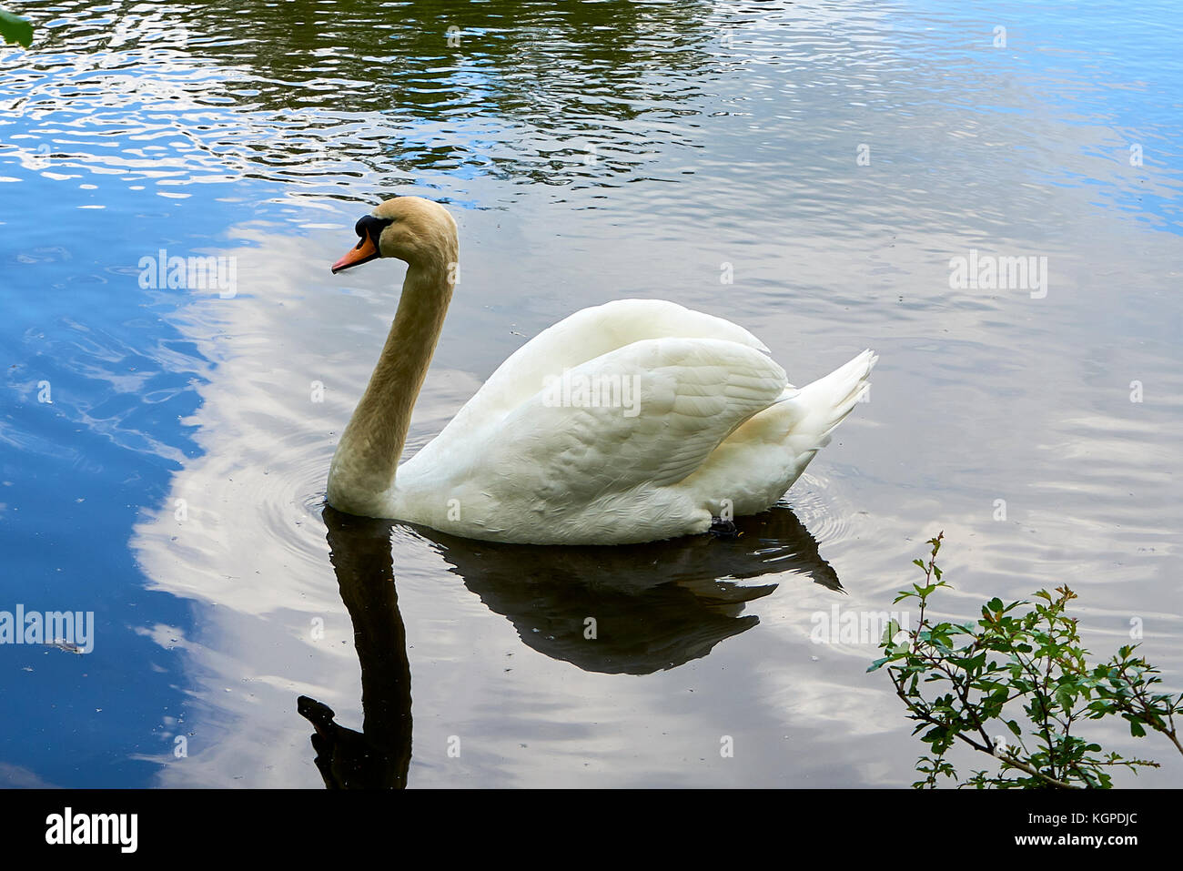Mute Swan (Cygnus olor) in a lake in Hampstead Heath, London, England Stock Photo