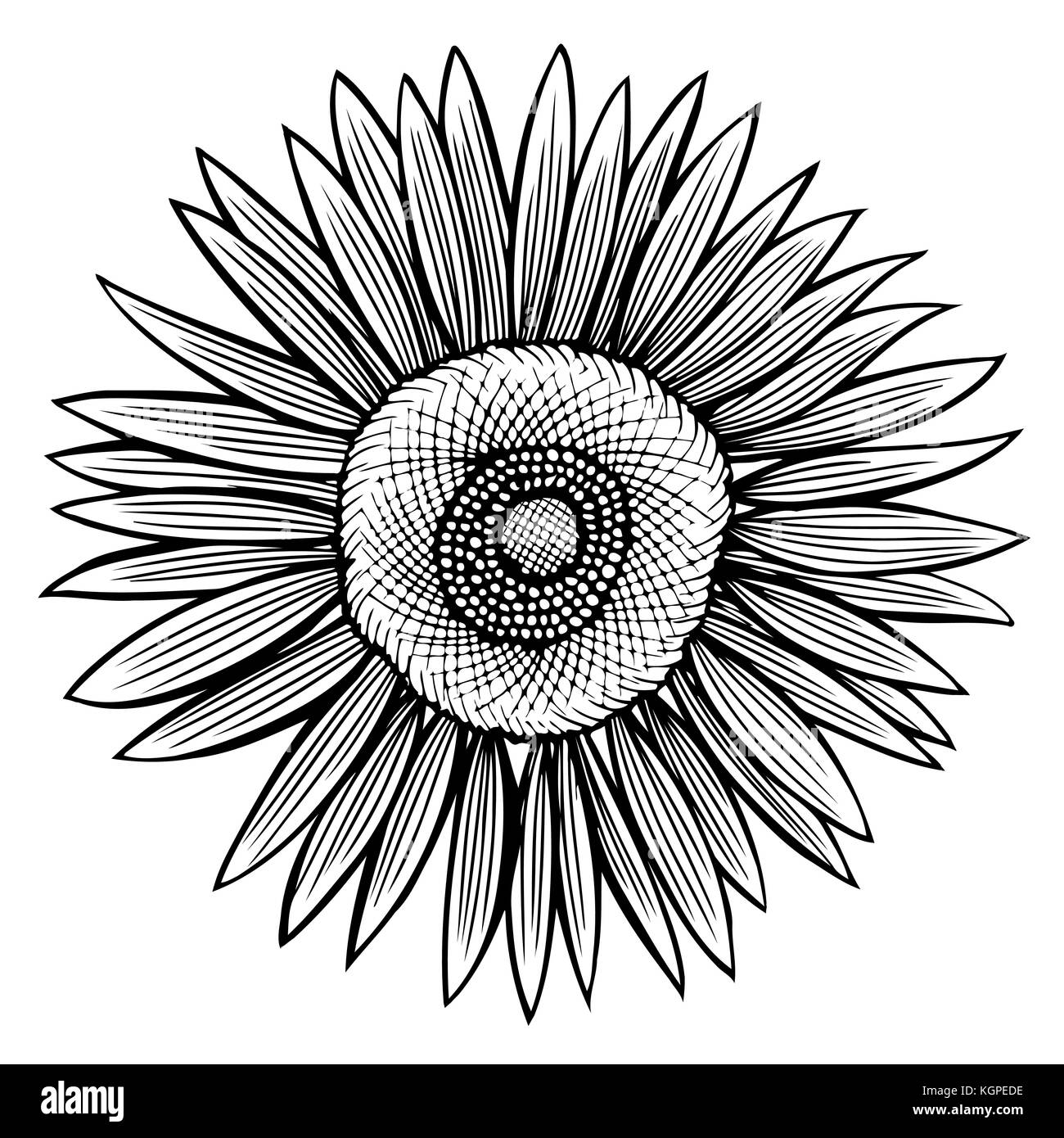 Doodle sunflower contour isolated on white background Stock Vector ...