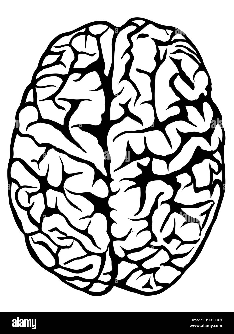 Hand drawn human brain - top view. Vector illustration isolated on white Stock Vector