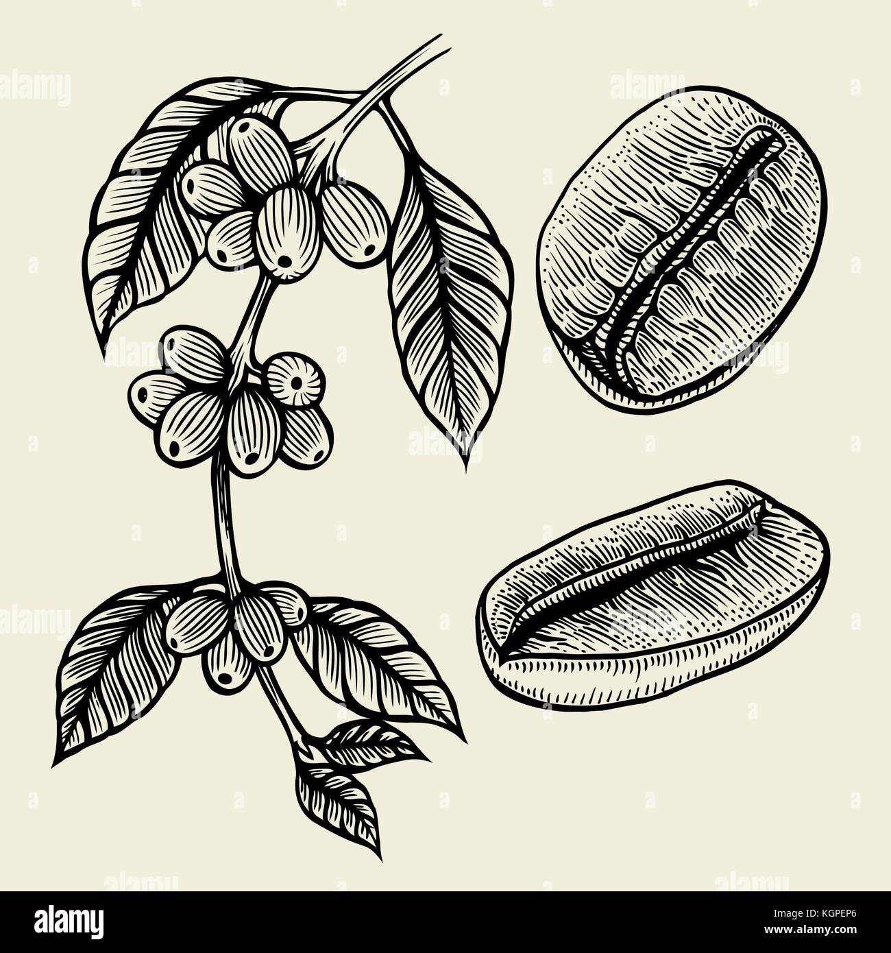 Coffee plant branch with leaf, berry, coffee bean, fruit, seed. Natural