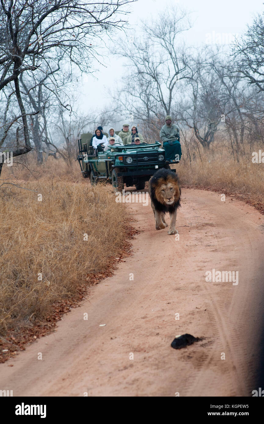 Male adult lion followed by a tourist 4x4 jeep. Kapama private game reserve near the Kruger Male adult lion followed by a tourist 4x4 jeep. Kapama private game reserve near the Kruger