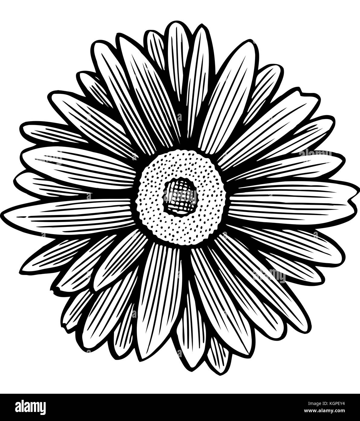 beautiful monochrome, black and white daisy flower isolated. for greeting cards and invitations of the wedding, birthday, Valentine's Day, mother's da Stock Vector