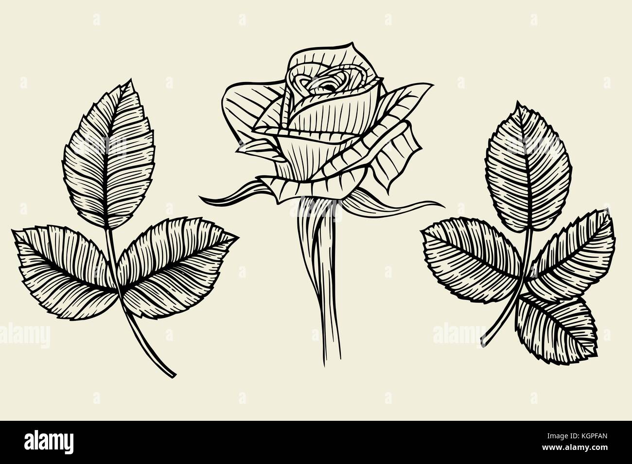 Hand drawn flower set, rose collection. Vector illustration Stock ...