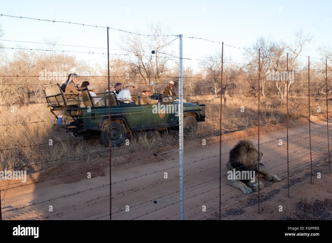 Male adult lion followed by a tourist 4x4 jeep stopping watching from a park fence. Kapama private game reserve near the Kruger national park. Stock Photo