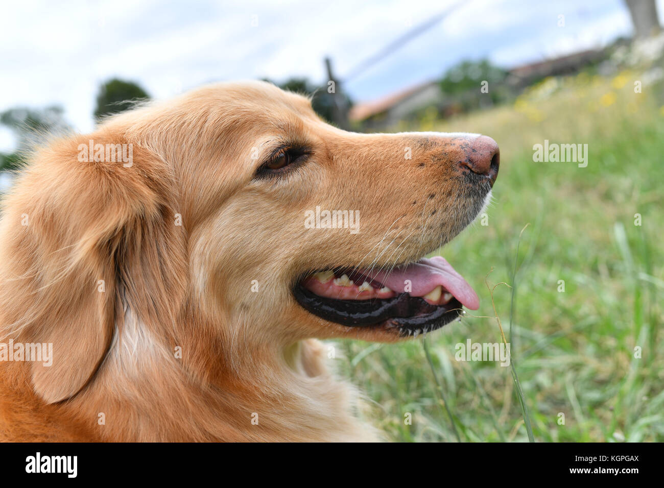 Golden retriever in yard hi-res stock photography and images - Alamy