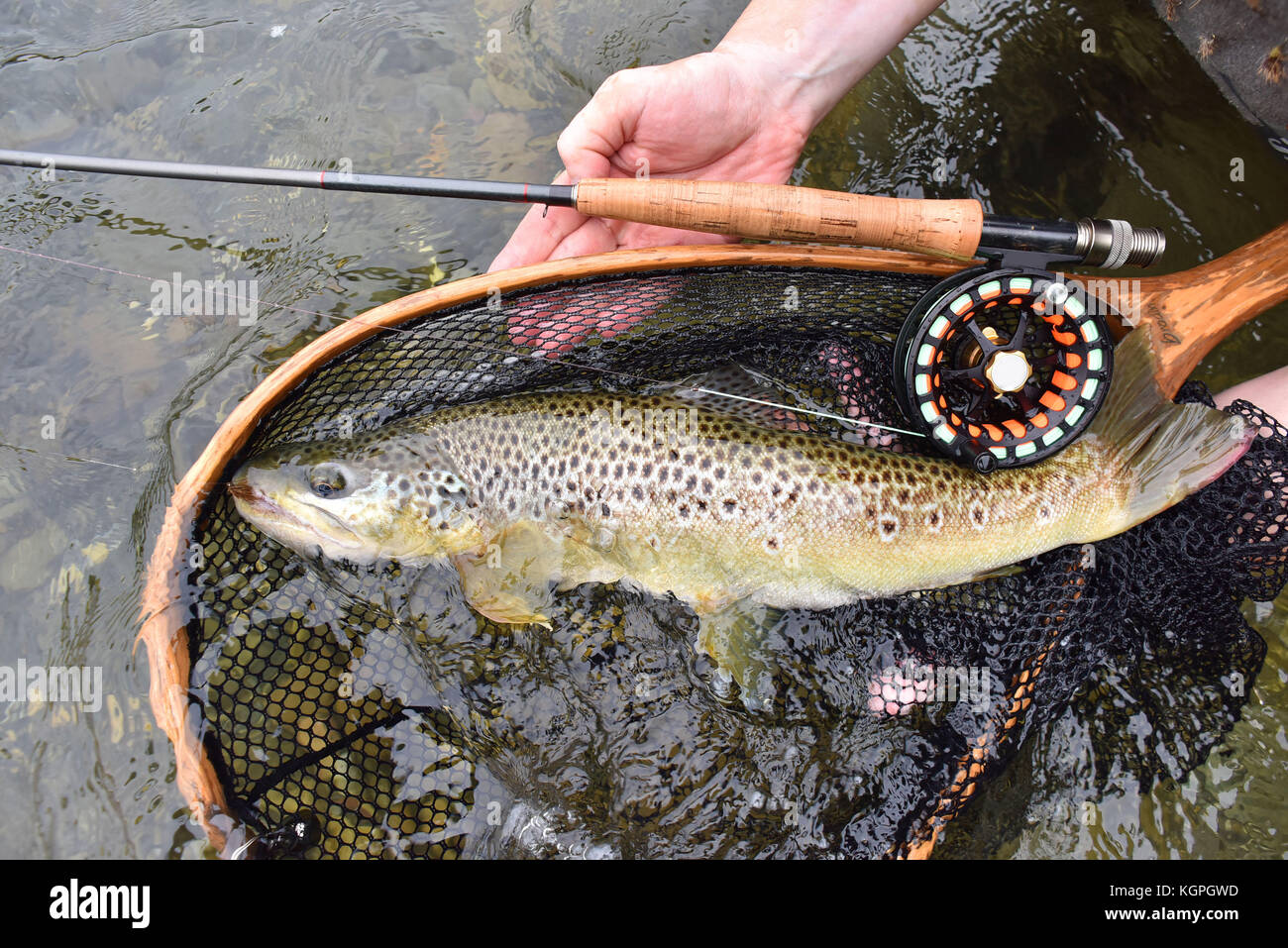 Closeup of brown trout fish, net, fishing rod, set by river Stock Photo