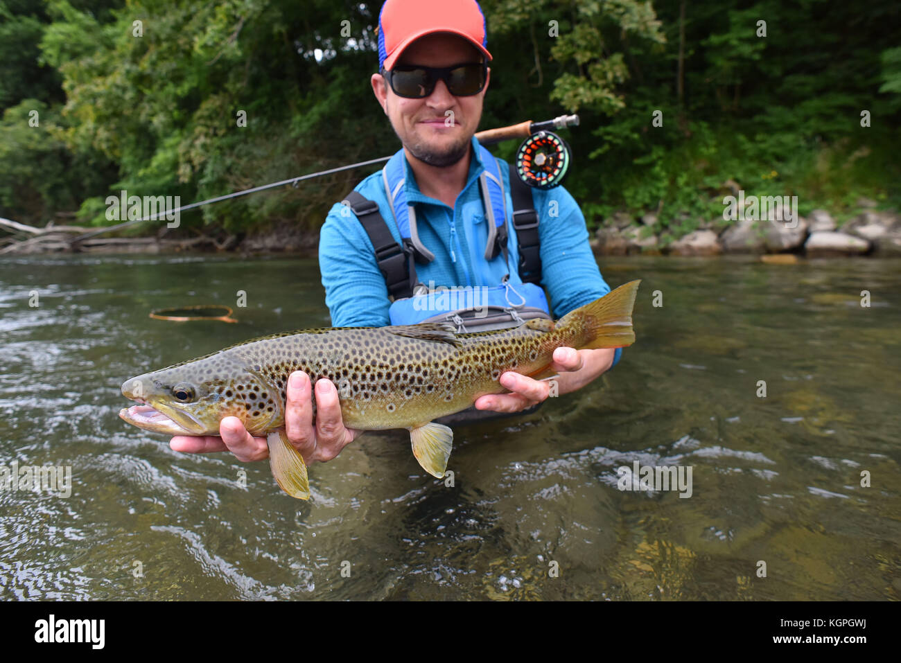 Fly-fisherman holding brown trout out of the water Stock Photo