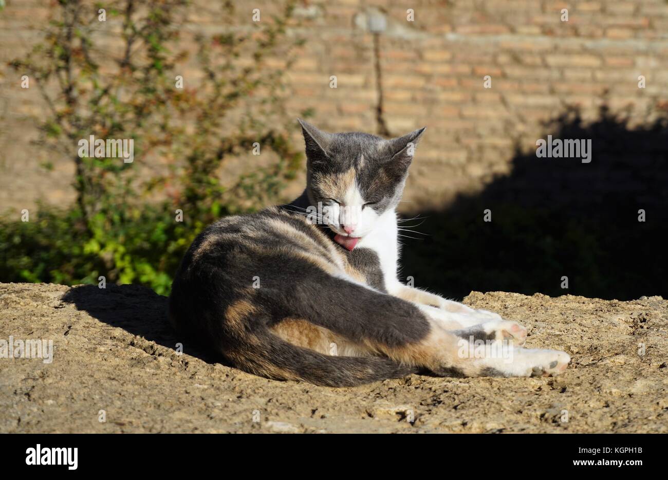Cat licking and cleaning itself lying on a wall Stock Photo