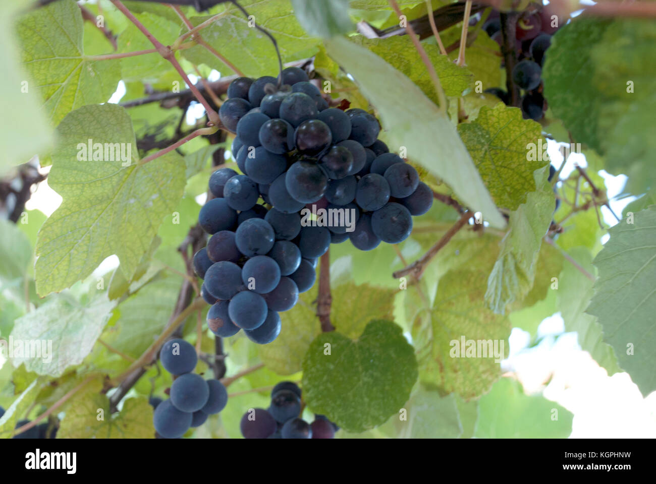 Black grapevine hires stock photography and images Alamy