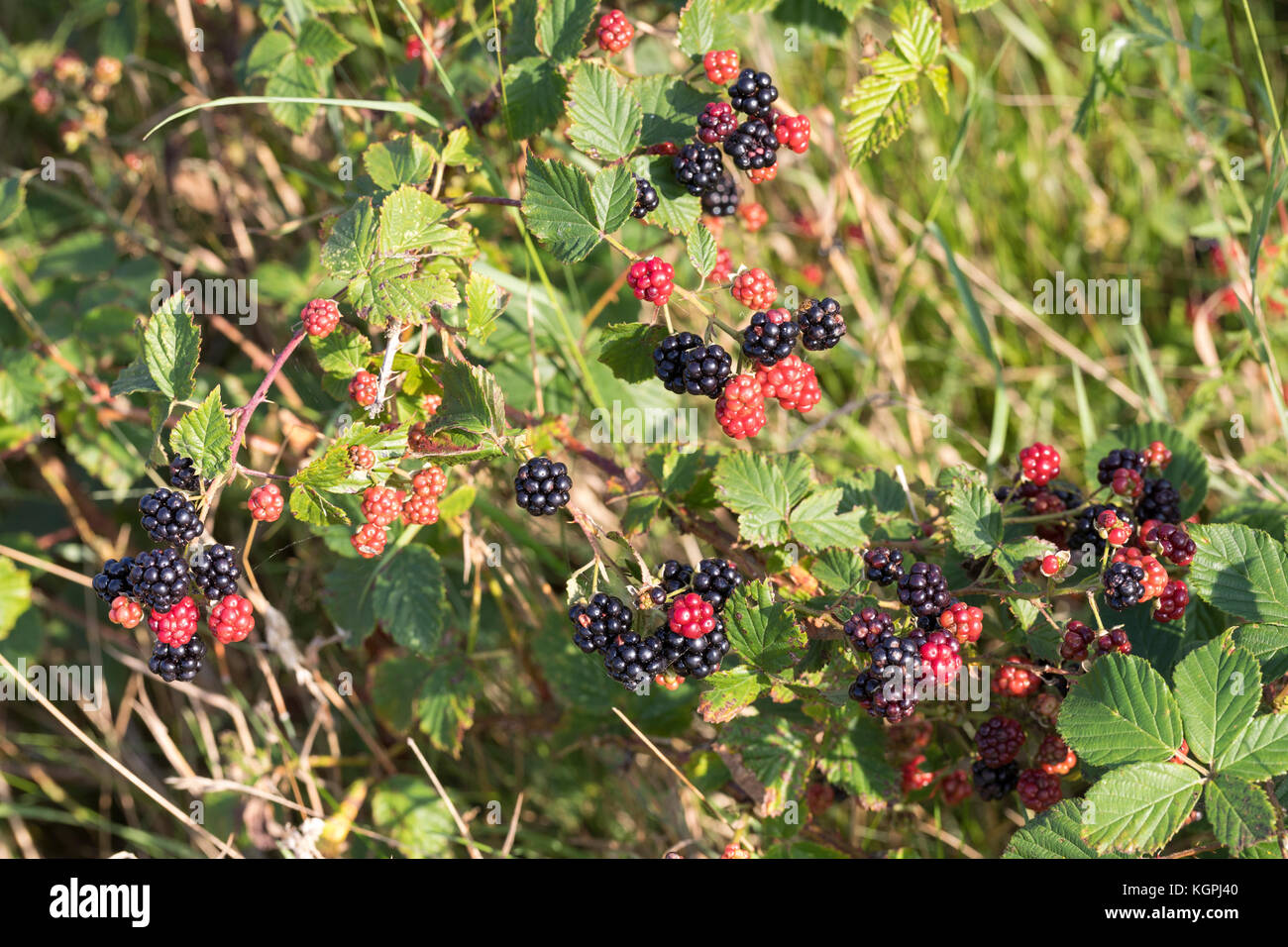 Shrubby Blackberry - Brameberry - Brambleberry - Wild Blackberry